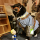 Illustration for article titled Weve Had Enough iFallout/i Dogs. Its Vault Cats Time.